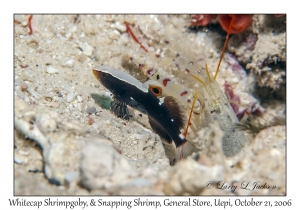Whitecap Shrimpgoby & Undescribed Snapping Shrimp #1
