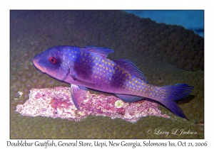 Doublebar Goatfish