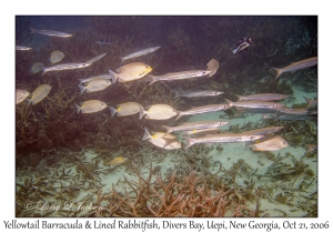 Yellowtail Barracuda & Lined Rabbitfish