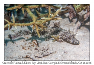 Crocodile Flathead