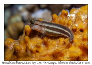 Striped Coralblenny