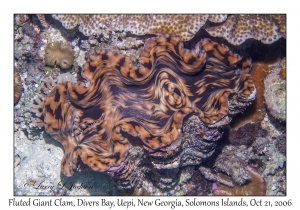 Fluted Giant Clam