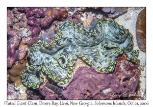 Fluted Giant Clam