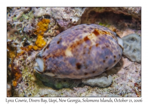 Lynx Cowrie