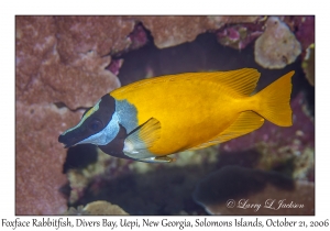 Foxface Rabbitfish