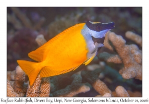 Foxface Rabbitfish