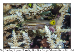 Wolf Cardinalfish phase