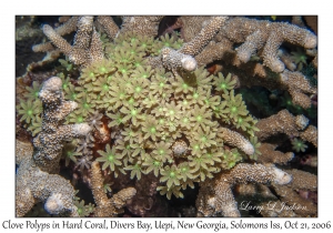 Clove Polyps & Hard Coral