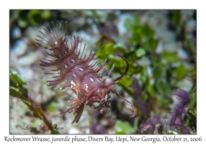 Rockmover Wrasse