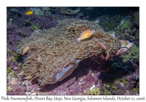 Pink Anemonefish