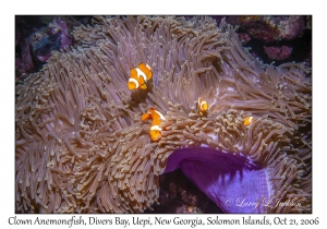 Clown Anemonefish