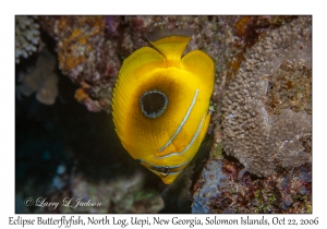 Eclipse Butterflyfish