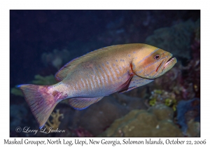 Masked Grouper