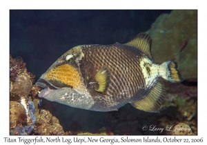 Titan Triggerfish