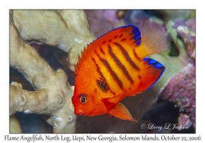 Flame Angelfish