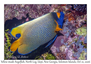 Yellow-mask Angelfish