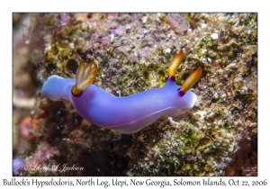 Bullock's Hypselodoris