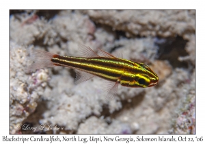 Blackstripe Cardinalfish