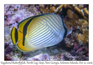 Vagabond Butterflyfish