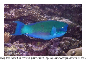 Steephead Parrotfish