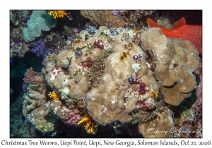 Christmas Tree Worms