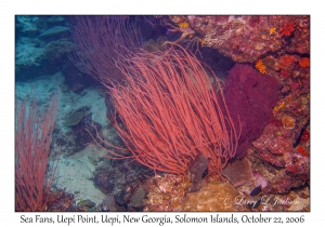 Sea Fans