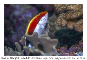 Freckled Hawkfish subadult