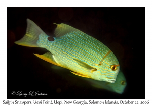 Sailfin Snapper