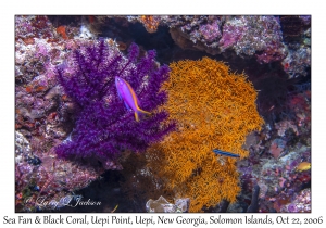 Sea Fan & Black Coral