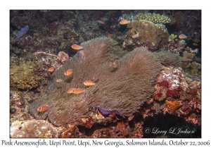 Pink Anemonefish