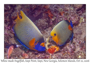 Yellow-mask Angelfish