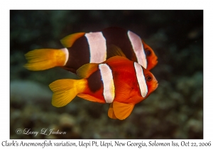 Clark's Anemonefish variation