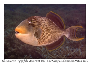 Yellowmargin Triggerfish