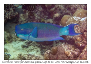 Steephead Parrotfish