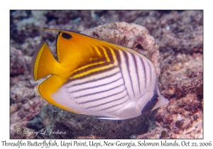 Threadfin Butterflyfish