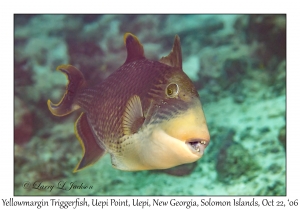 Yellowmargin Triggerfish