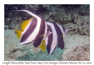 Longfin Bannerfish