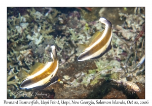 Pennant Bannerfish