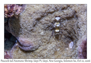 Paeacock-tail Anemone Shrimp