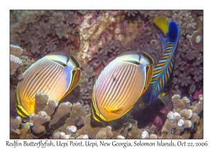 Redfin Butterflyfish