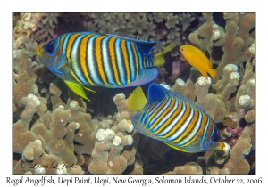 Regal Angelfish