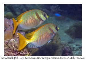 Barred Rabbitfish