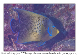 Semicircle Angelfish