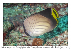 Indian Vagabond Butterflyfish