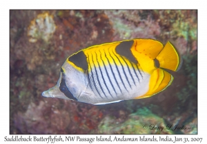 Saddleback Butterflyfish