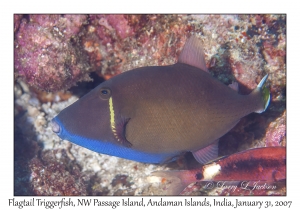 Flagtail Triggerfish