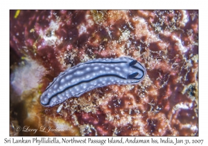 Sri Lankan Phyllidiella