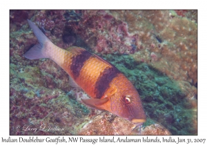 Indian Doublebar Goatfish