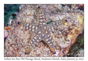 Indian Sea Star