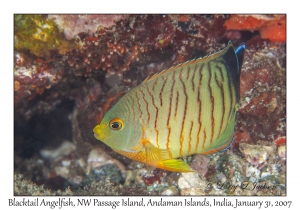 Blacktail Angelfish